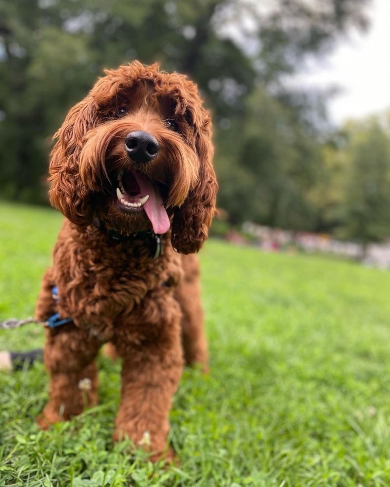 Labradoodle