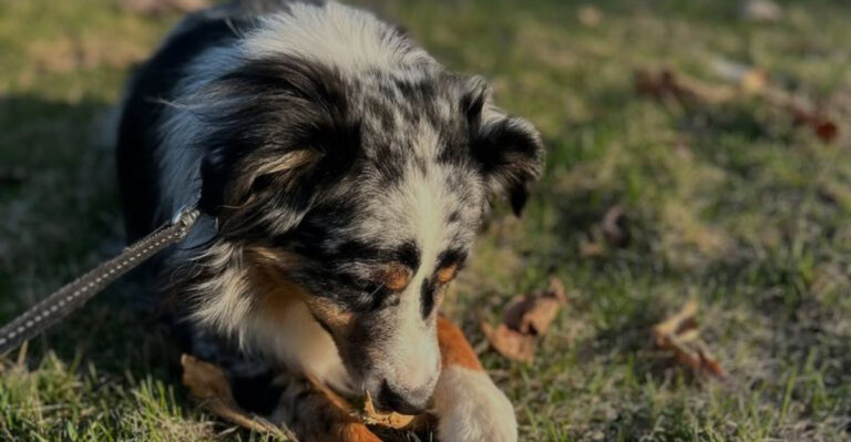 14 Most Loyal Medium-Sized Dog Breeds That Will Always Stand by Your ...