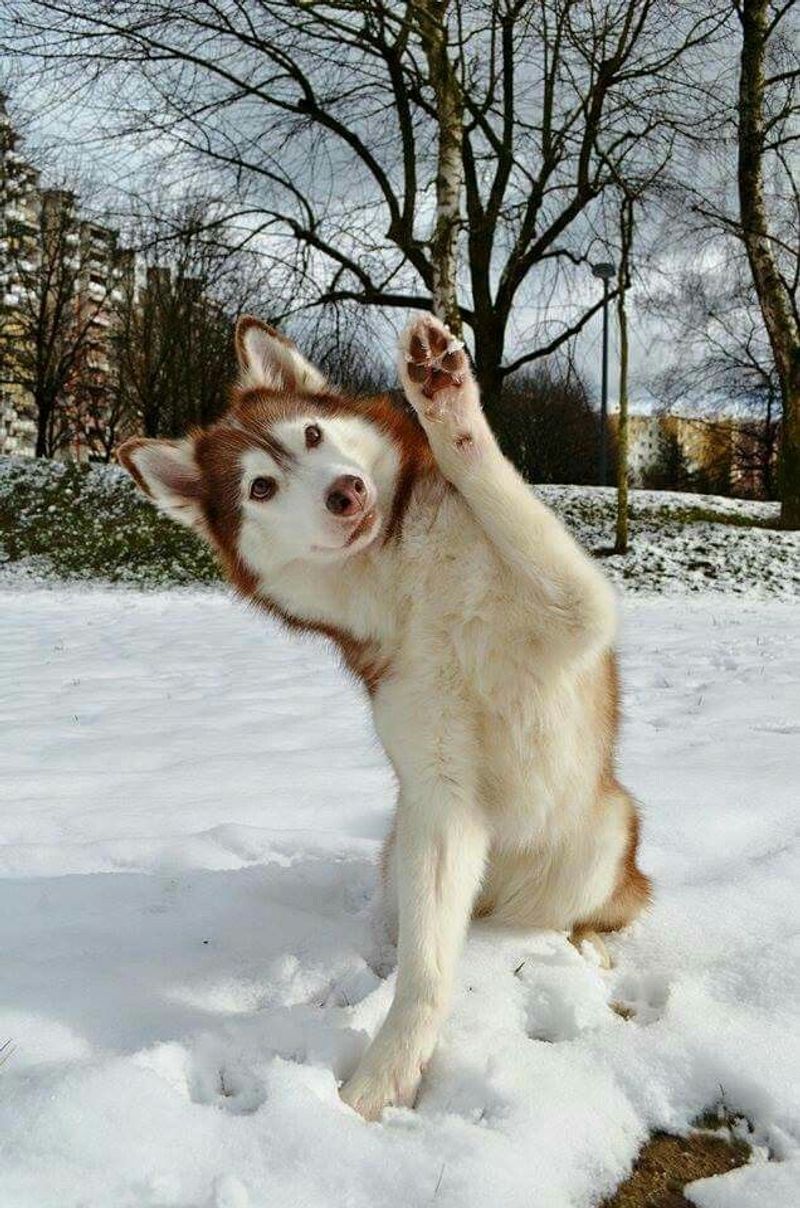 Siberian Husky