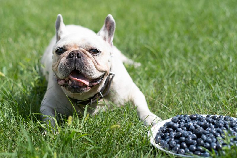Blueberries