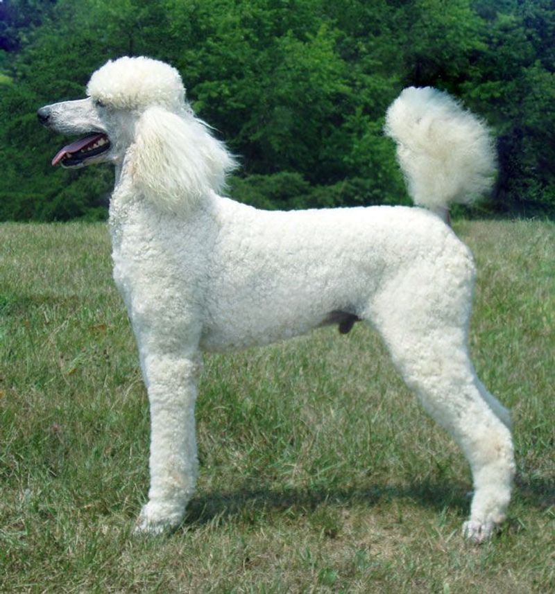 Poodle