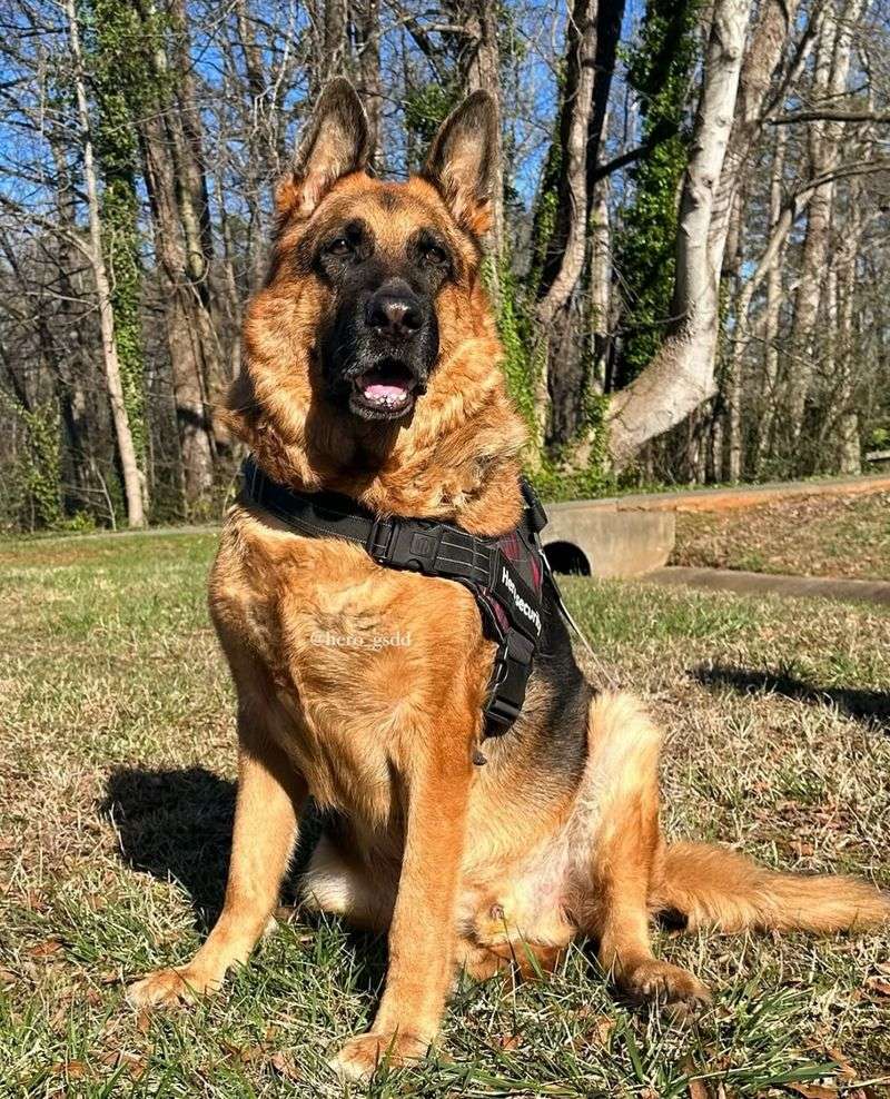 German Shepherd