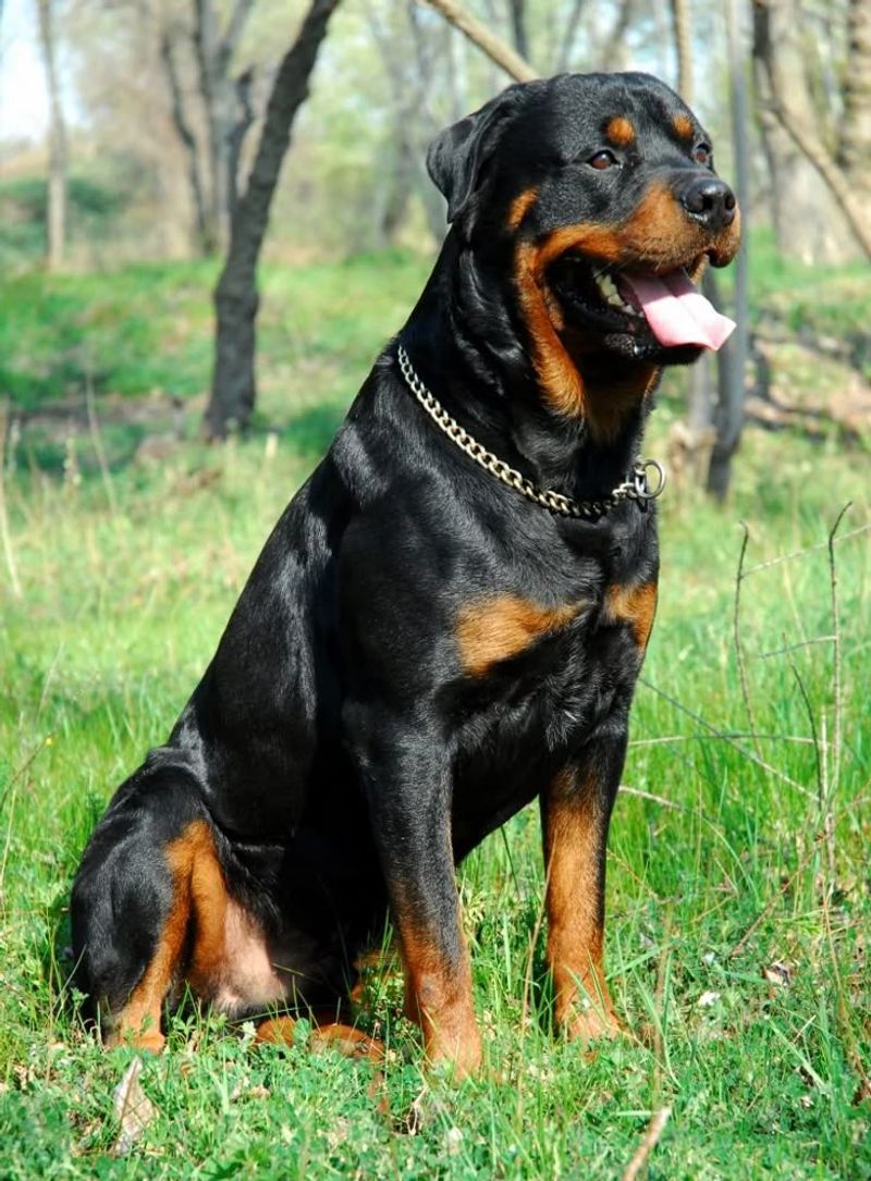 Rottweiler