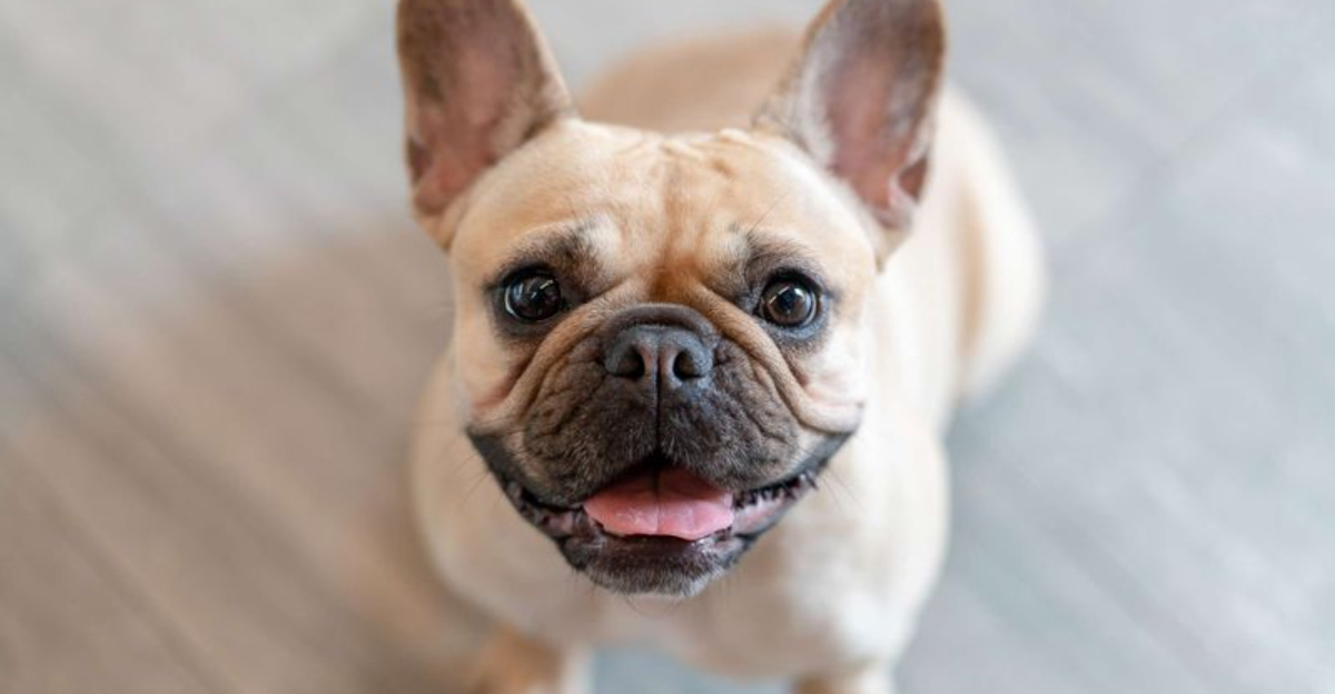 16 Dog Breeds Most Likely to Be Stolen in the US – According to Recent ...