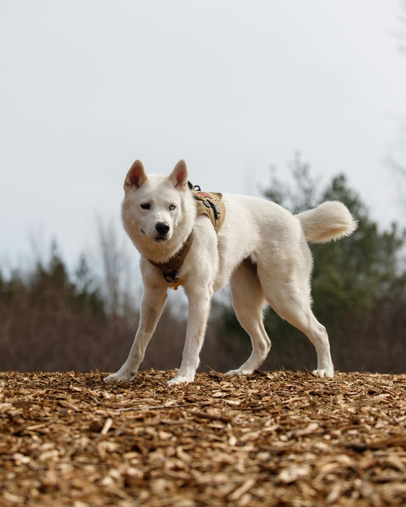 Akita