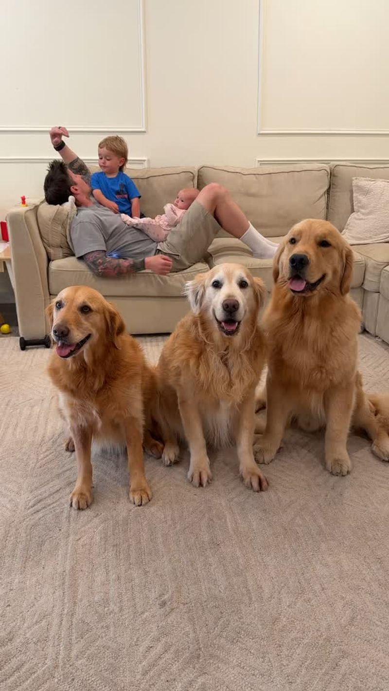 Golden Retriever