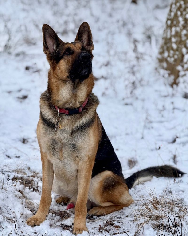 German Shepherd