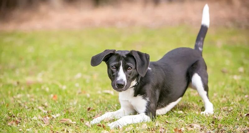 Tail Wagging