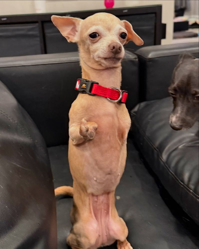 Chihuahua