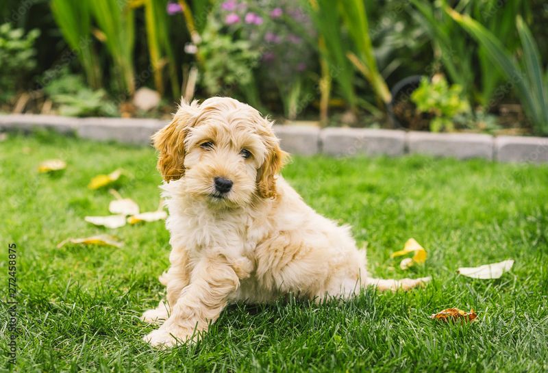 Cockapoo