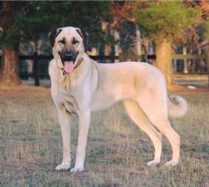 Kangal