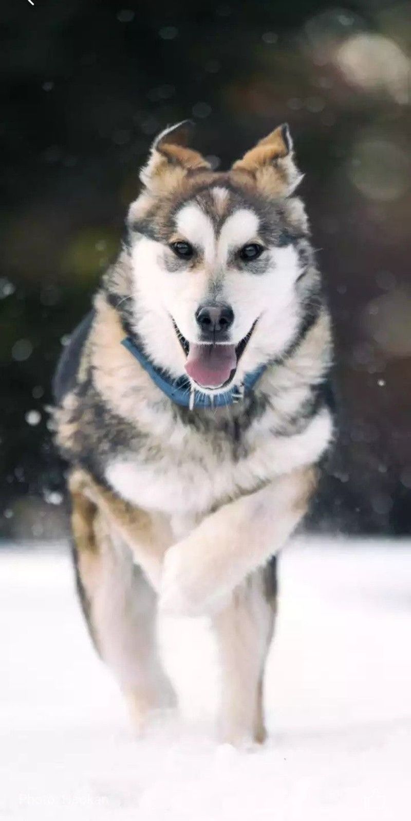 Siberian Husky