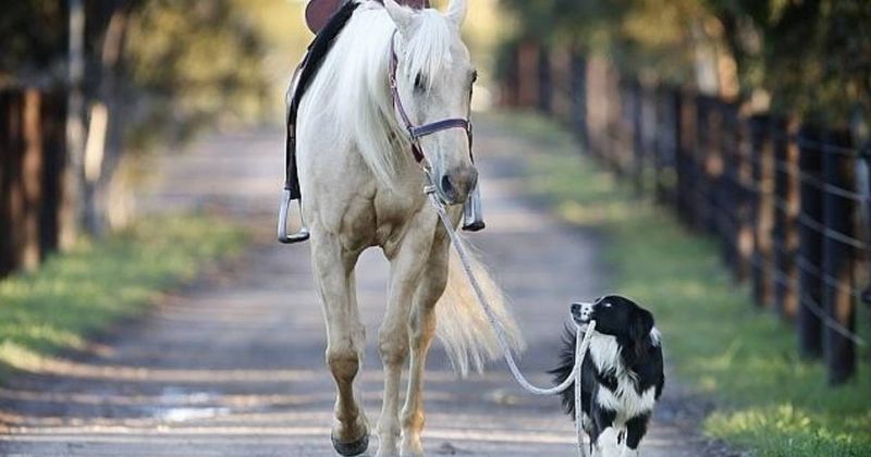 Border Collie