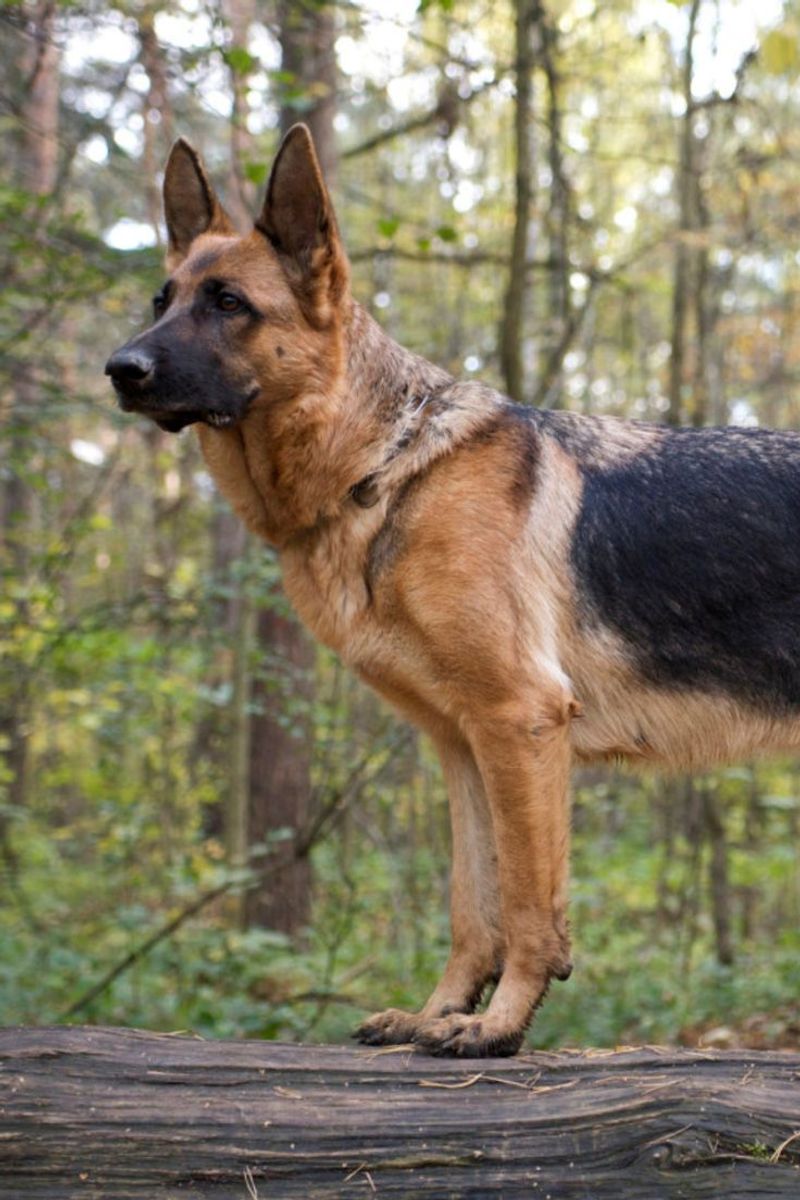 German Shepherd