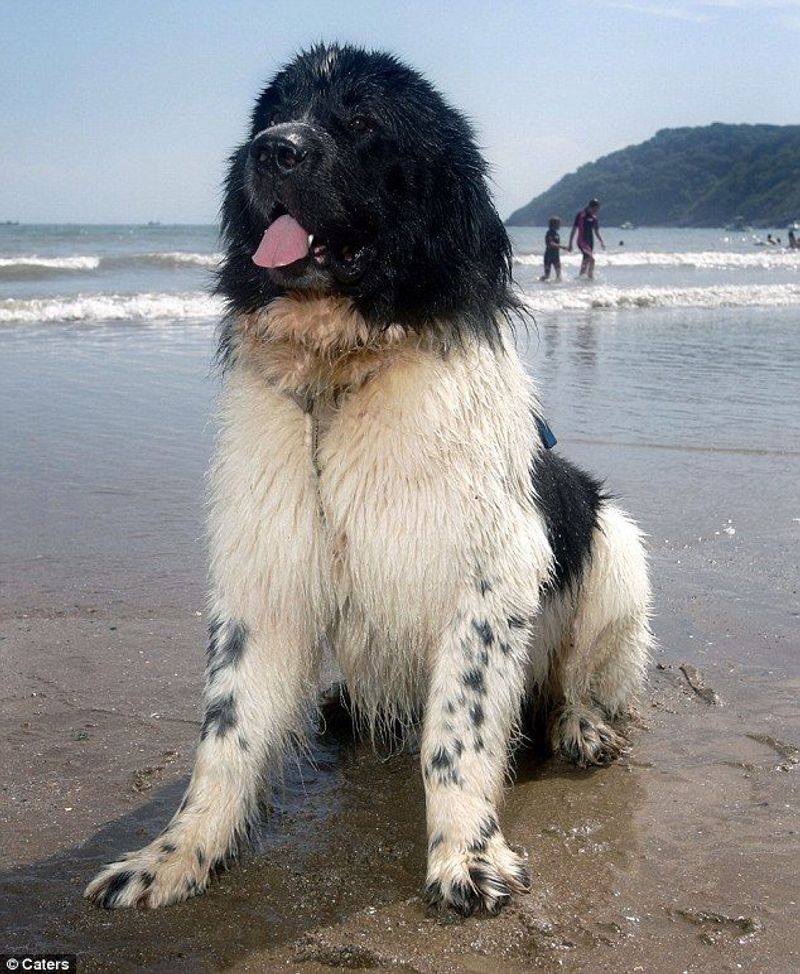 Newfoundland
