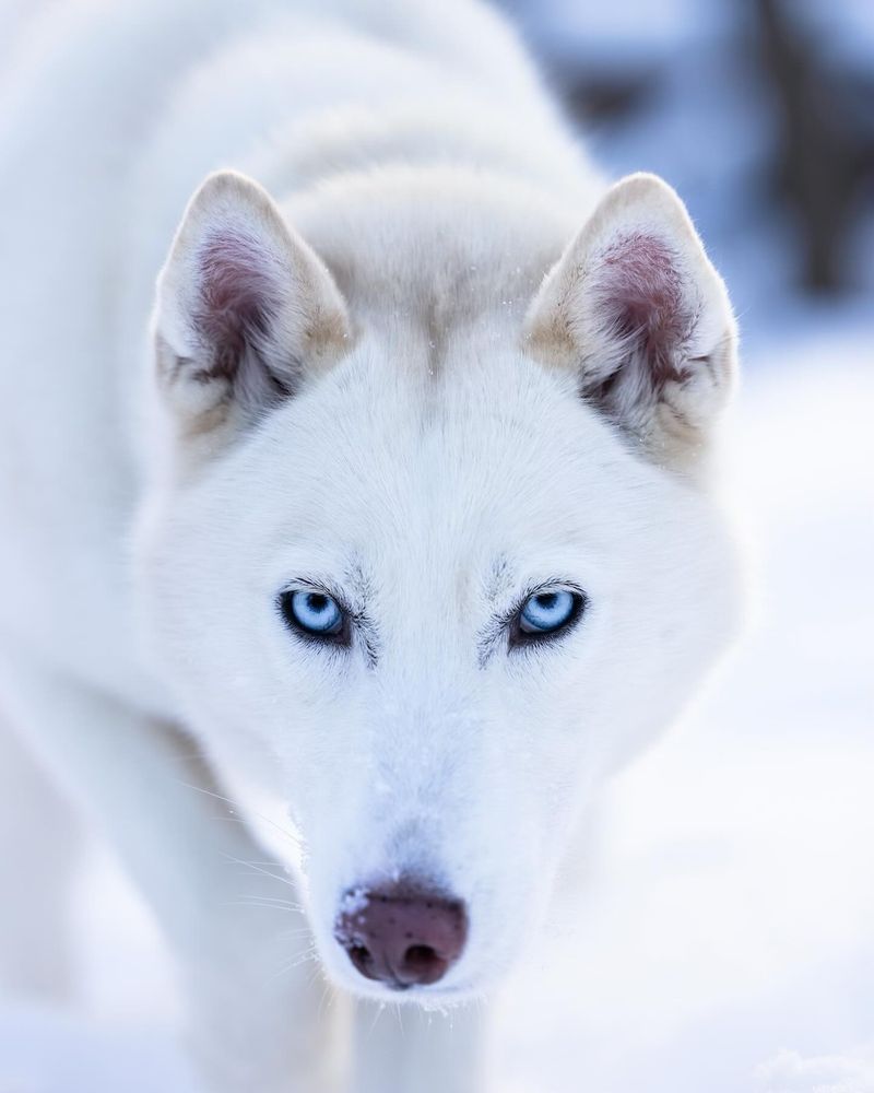 Siberian Husky