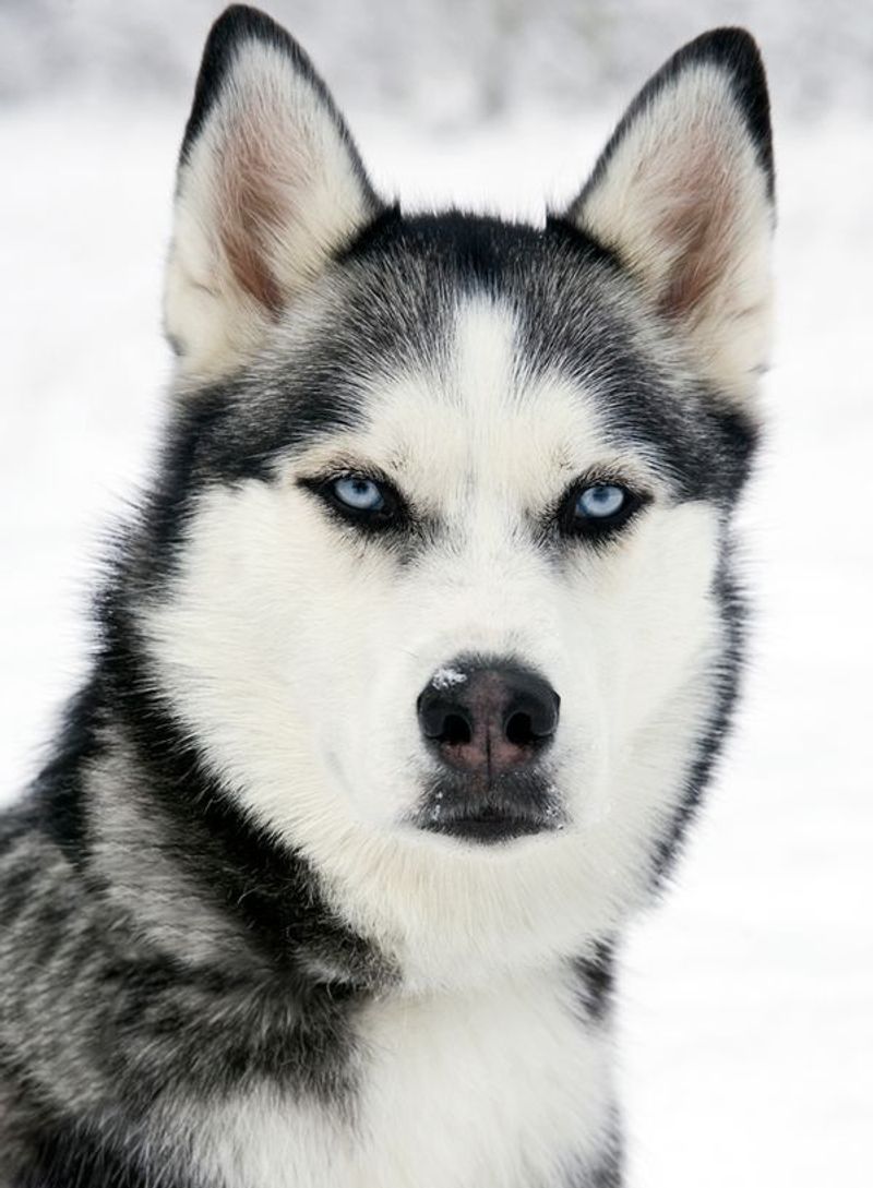 Siberian Husky