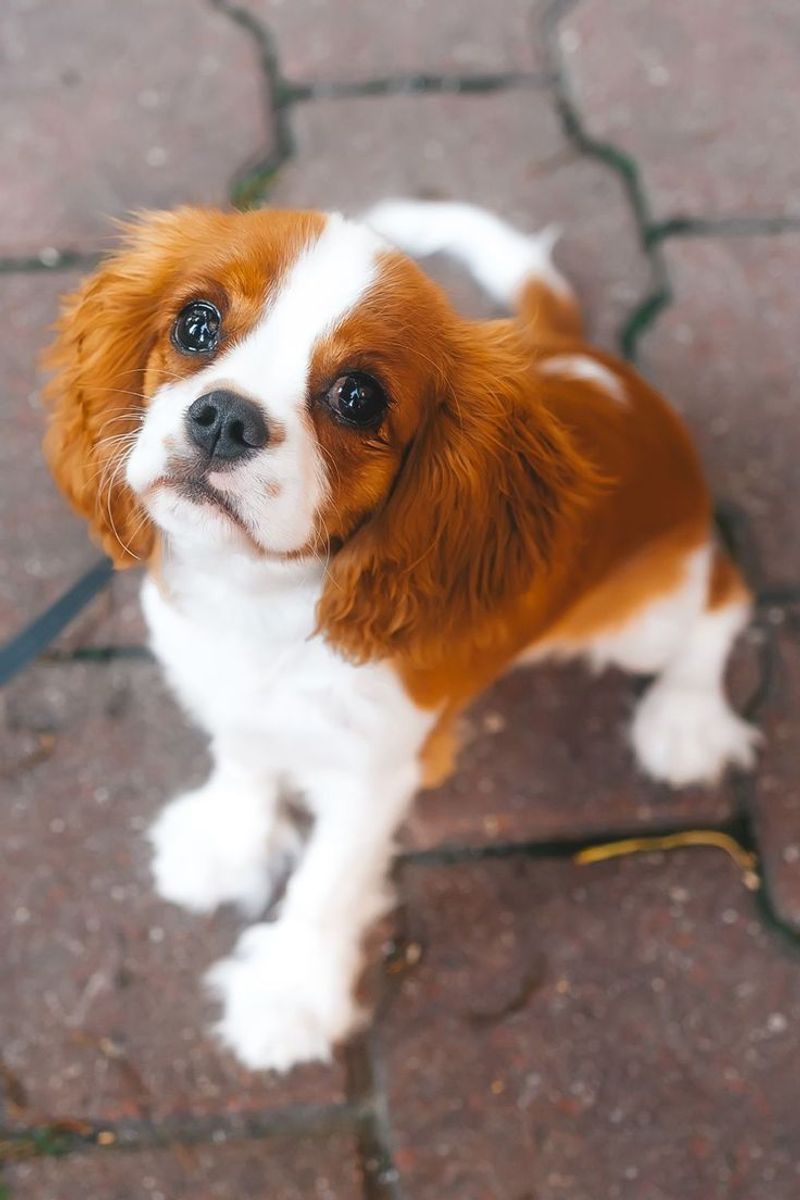 Cavalier King Charles Spaniel