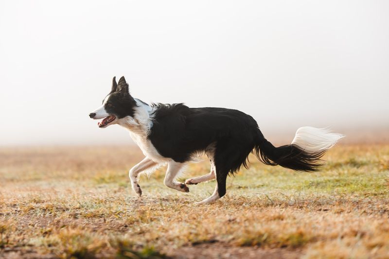 Border Collie
