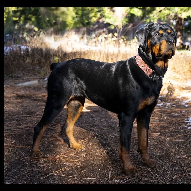 Rottweiler