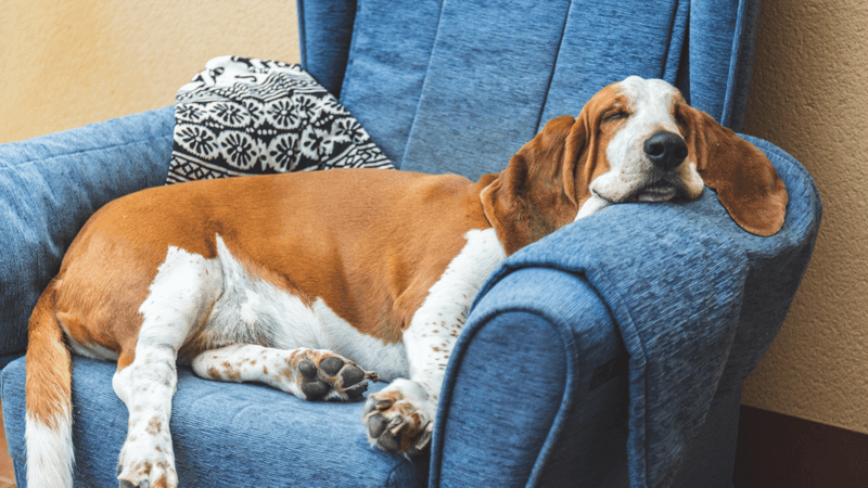 Basset Hound