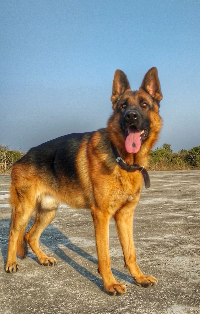 German Shepherd