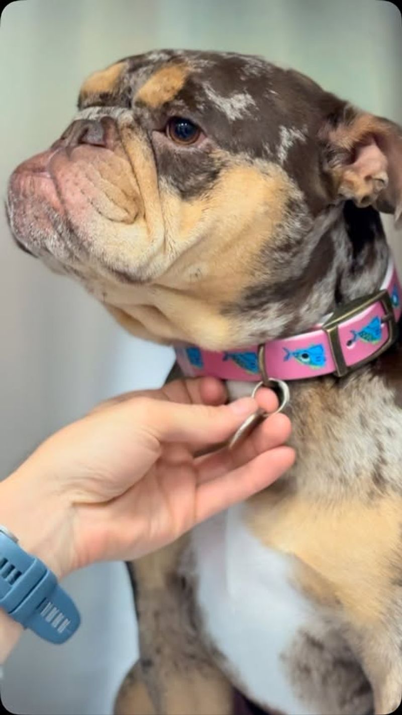 Bulldog