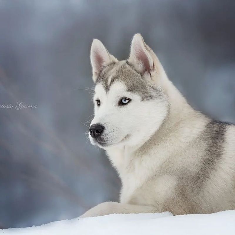 Siberian Husky