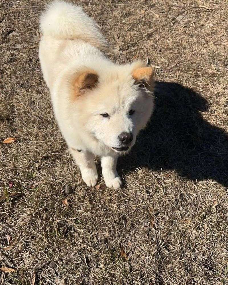 Chow Chow