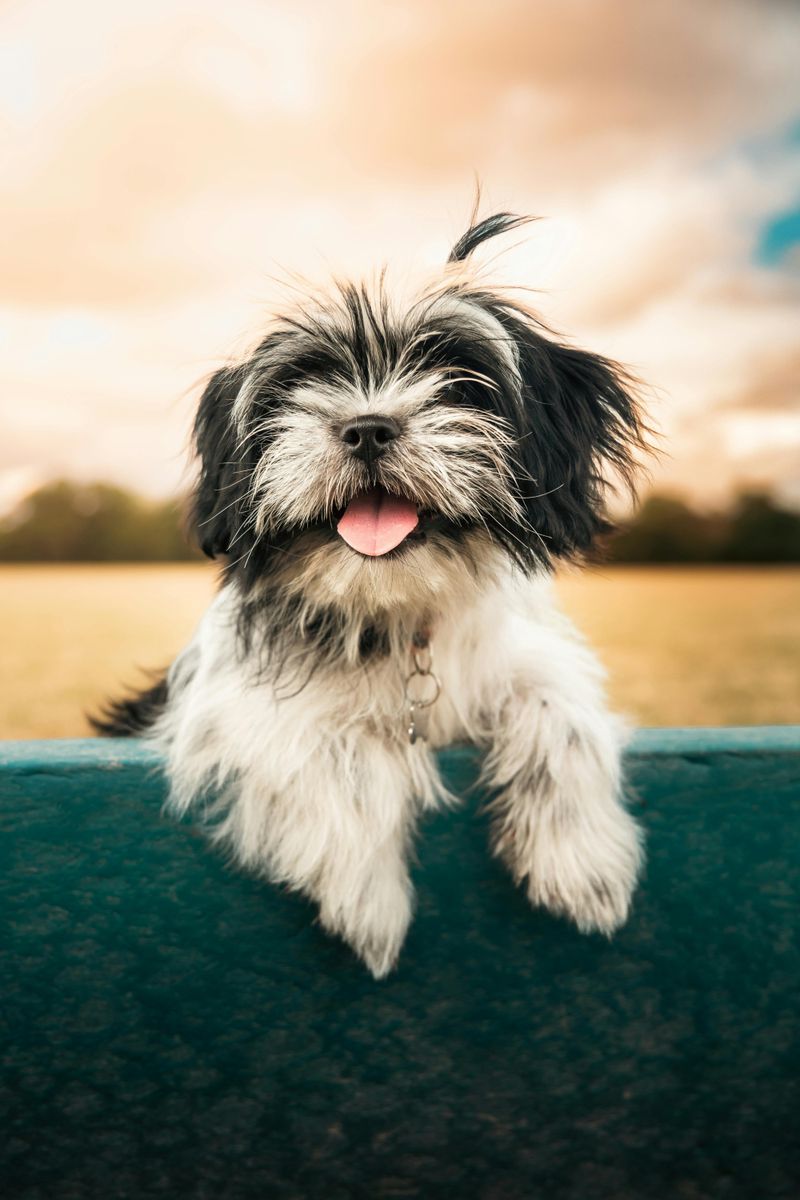 The Shih Tzu's Playful Spirit