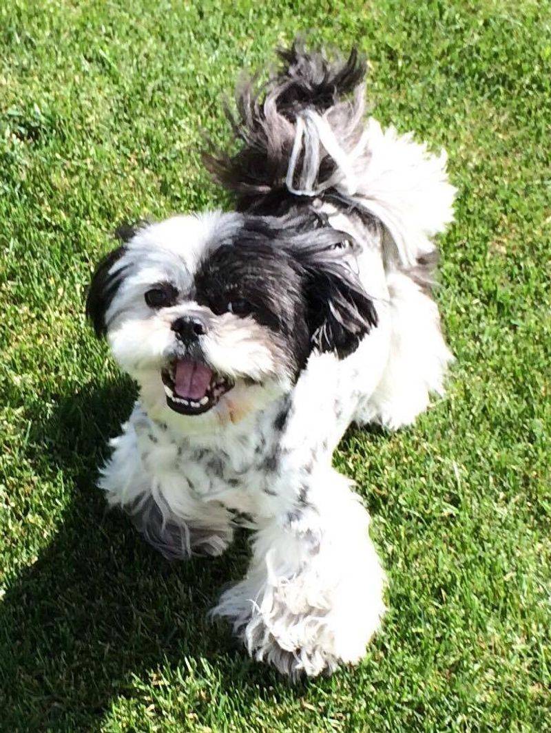 A Tail That Wags with Joy