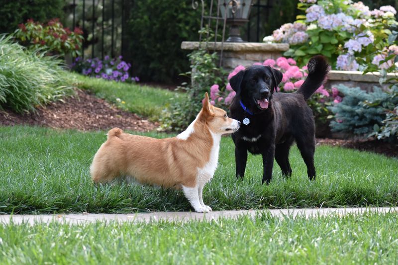 A Joyful Play Date