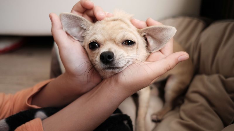 Unconditional Love