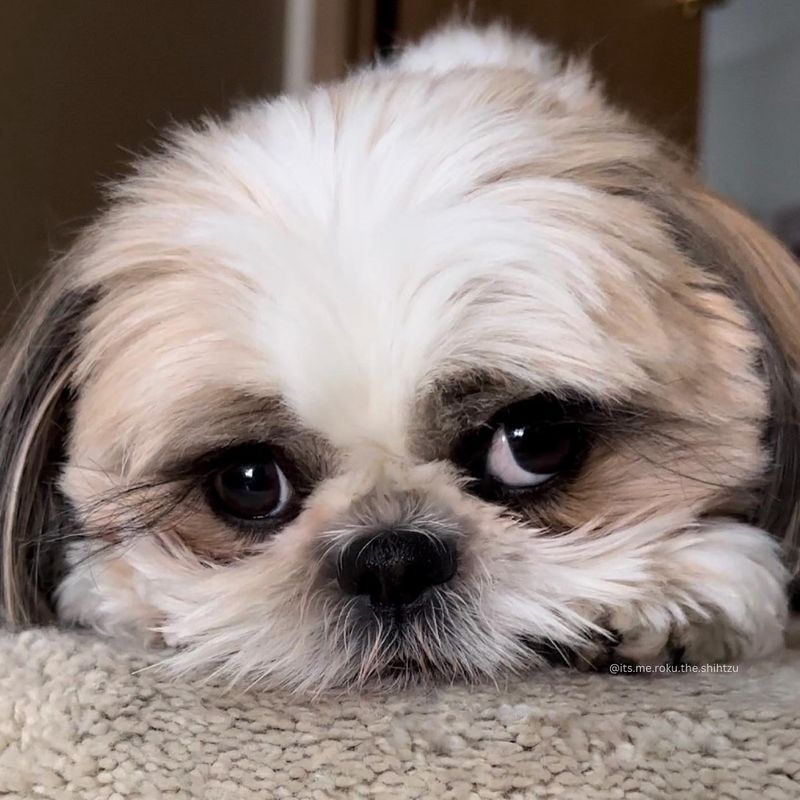 The Shih Tzu's Expressive Eyes