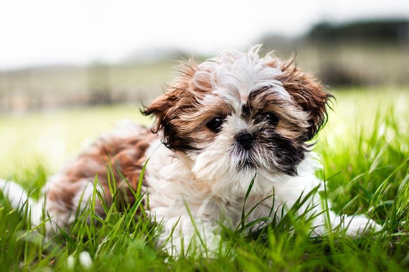 The Shih Tzu's Tender-Hearted Nature