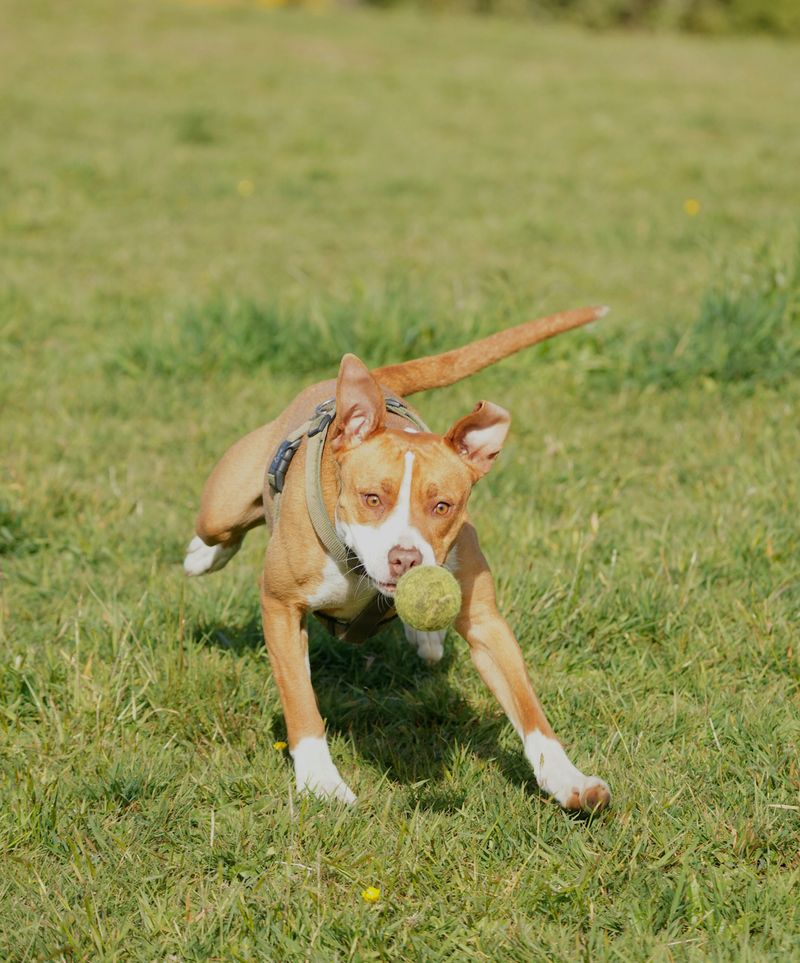 Playful Spirit