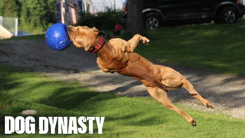 Versatile Athletes with Enthusiasm