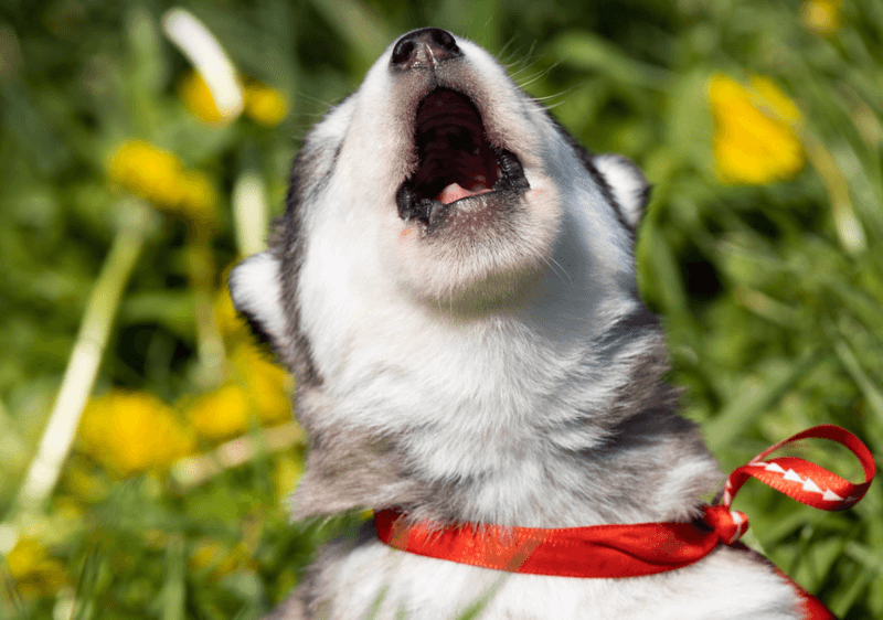 Vocal Communicators