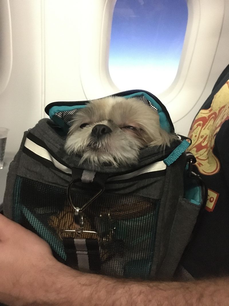 Great Travel Companions