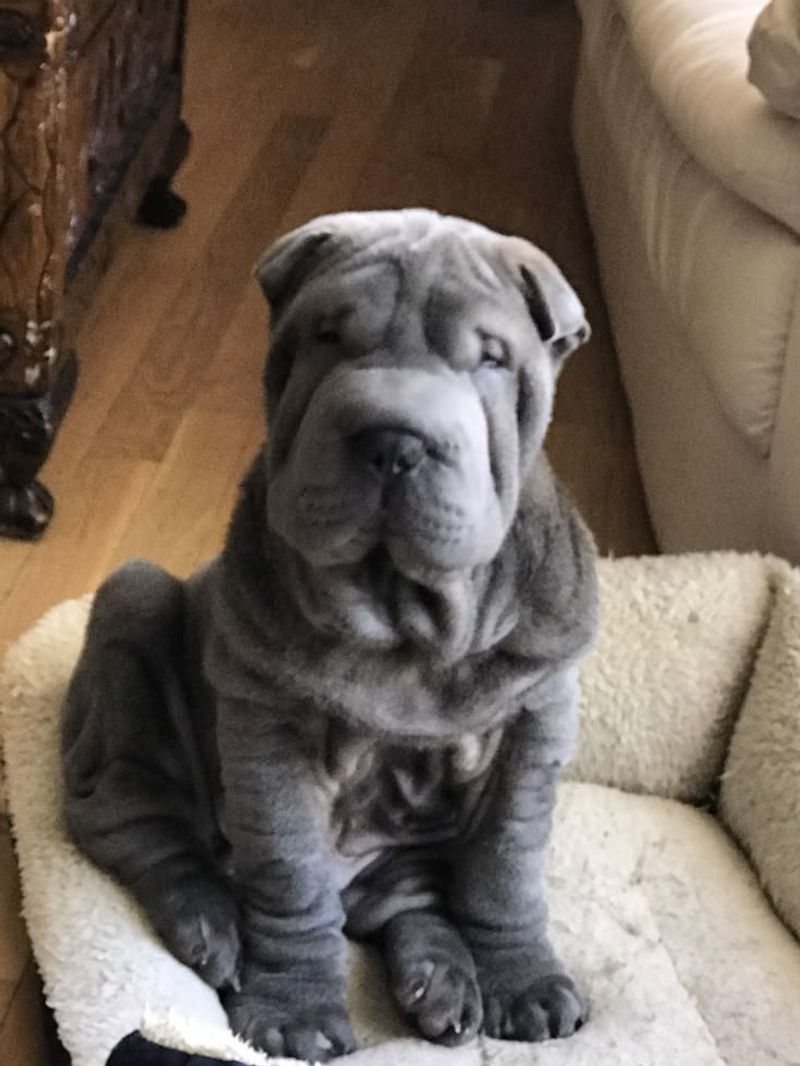 Shar Pei