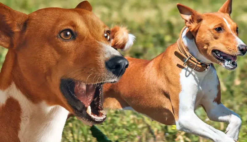Basenji
