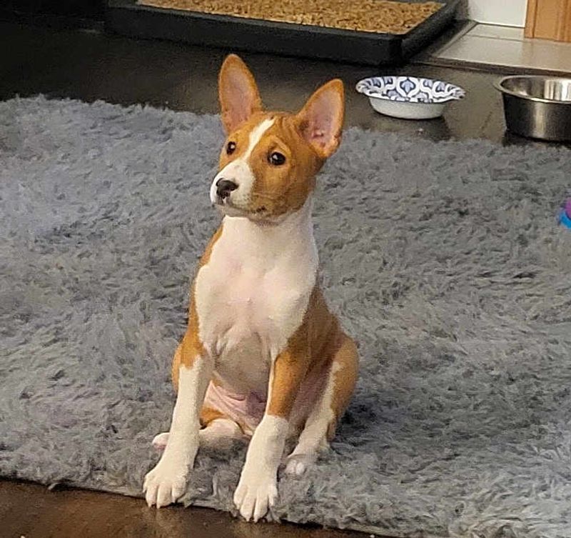 Basenji