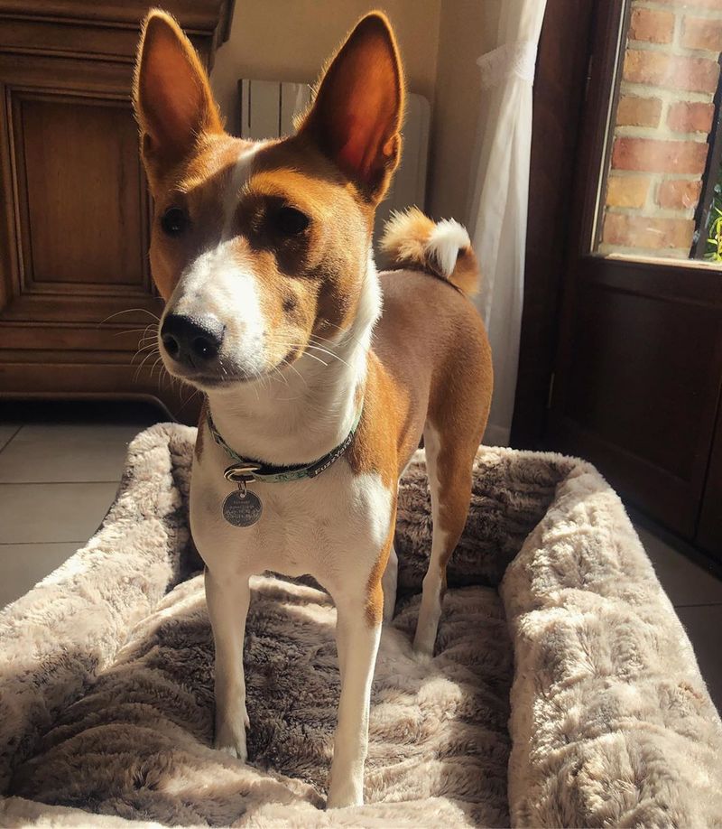 Basenji