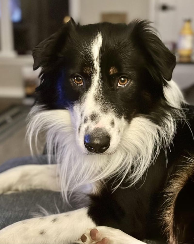 Border Collie