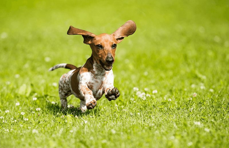 Dachshund