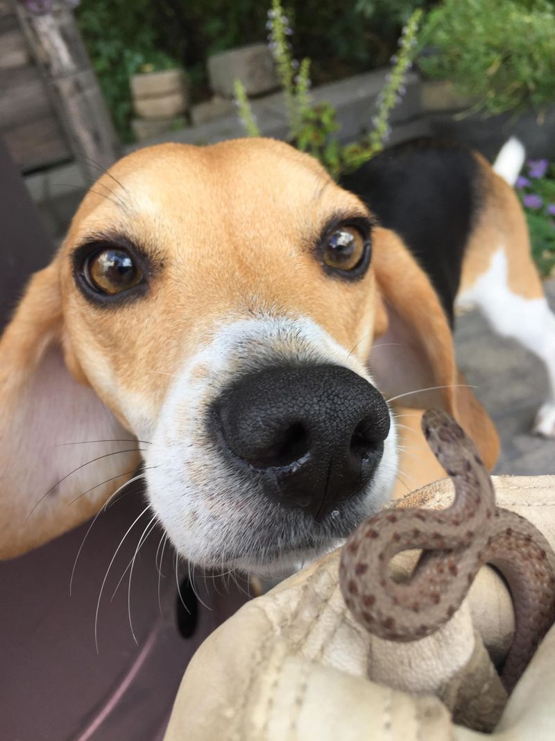 Beagle