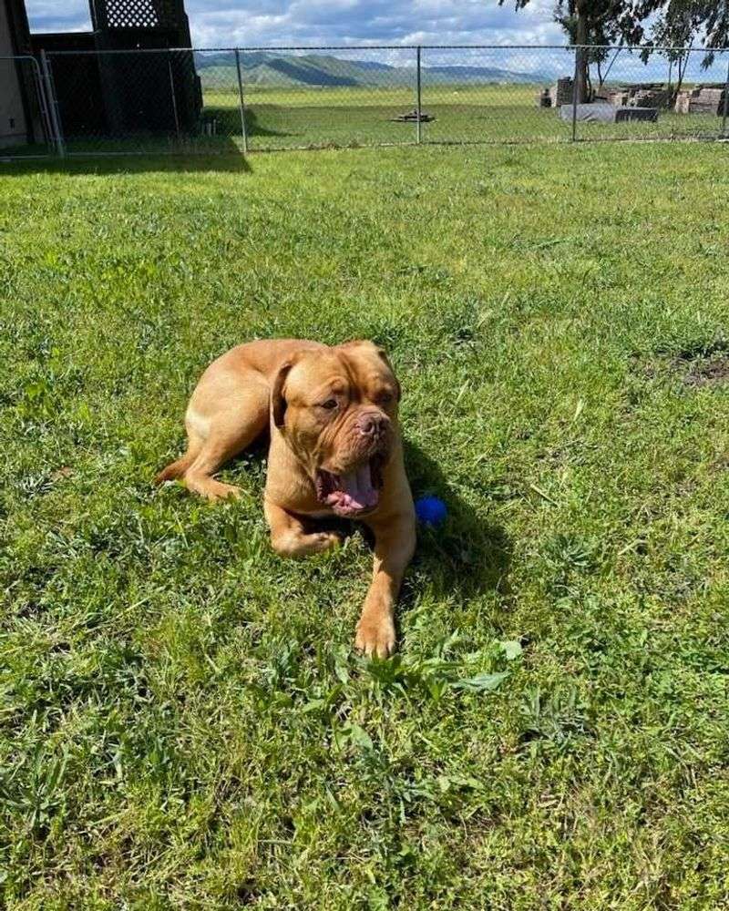 Dogue de Bordeaux