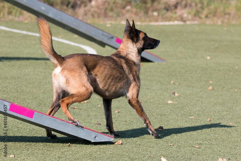 Belgian Malinois