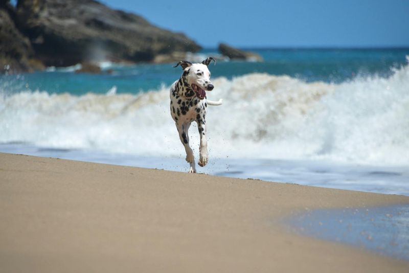 Dalmatian