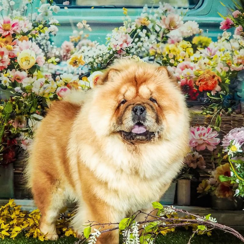 Chow Chow